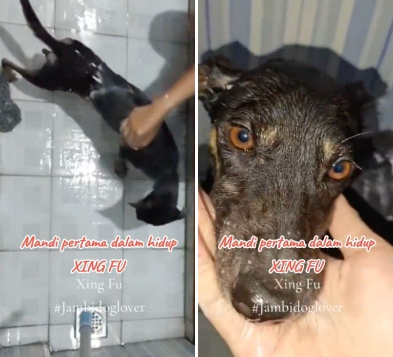 出所：<u><a href="https://www.tiktok.com/@jambidoglover/video/7650671682356579602" target="_blank">@jambidoglover</a></u>