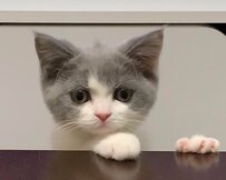 子猫時代の「ツノ」が再び……？2歳になった現在の姿に「妖気アンテナ」とホッコリ