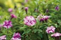 梅雨に強い「ペチュニア」3選。初夏～晩秋まで長く咲き続ける！かわいいピンクの花が庭いっぱいに咲きます