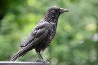 カラスの「色の出方」に12万件のいいね　あまりの美しさに見惚れる人続出