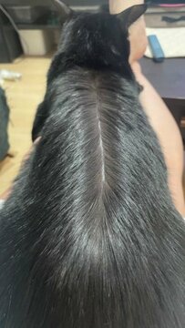 【センター分けにしたった】猫を飼っている人あるあるの飼い主さんに共感の嵐