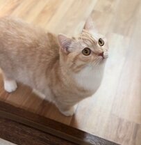 【ツチノコポーズ】猫さんがとったユニークなポーズが可愛すぎると話題に！『思ったよりツチノコすぎる笑』