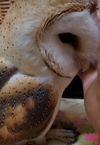 【産卵するフクロウ】貴重！神秘的なメンフクロウの産卵の様子に「感動」の声！