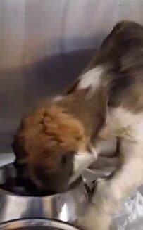 「彼女には名前がある」路上でパンを求めていた子犬…下痢による衰弱を乗り越え旺盛な食欲に