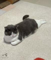 おもむろに「ゴロン」した猫ちゃん！ちょこんとのばした足でくつろぐ、かわいい一コマに笑ってしまう