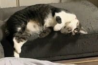 保護猫がくつろぐ姿を見ていると　まさかの展開→人間味溢れる行動に思わず笑ってしまう