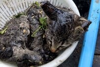 粘着シート罠にかかってしまった「子猫」に思わず目を疑う　その後の展開が話題に