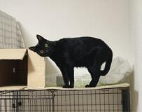 「なんかジワる」こちらをジーっと見つめる猫をよく見ると…首を傾げてこちらを見つめる姿に大爆笑