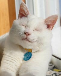 「果たしてぶつかったのか」落ち着いた猫ちゃん→アッと思った一瞬の顔に1900回いいね