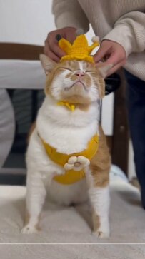 王冠をつけてレッツゴー！オシャレに決めてお散歩に出かける猫ちゃんに「似合ってるだにゃ」「可愛すぎる」