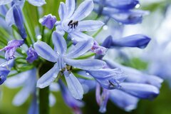 【多年草ガーデニング】湿気に強い梅雨の花！植えっぱなしで毎年梅雨に美しい花が咲く多年草3選