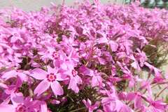 虫がつきにくくて「植えてよかった」植えっぱなしで毎年花が咲く！ローメンテな秋植え多年草3選