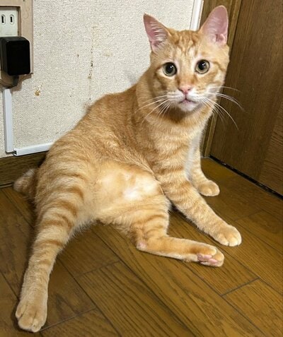 まん丸で大きな瞳に吸い込まれてしまいそう