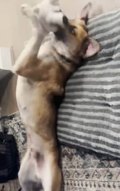 楽しそうに遊ぶティンバー