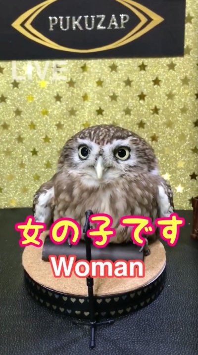 投稿動画のワンシーン