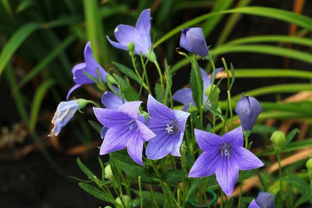 【手間いらずの多年草ガーデニング】植えっぱなしでも「ほとんど勝手に育つ」ほったらかしOKの多年草5選