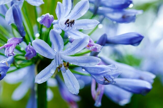 【多年草ガーデニング】湿気に強い梅雨の花！植えっぱなしで毎年梅雨に美しい花が咲く多年草3選
