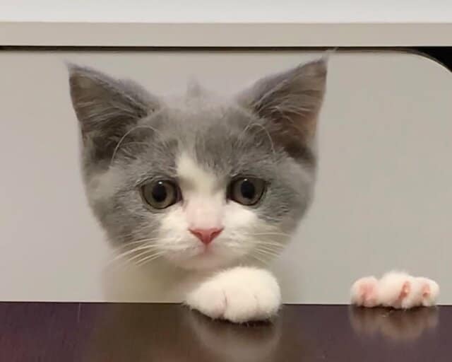 子猫時代の「ツノ」が再び……？2歳になった現在の姿に「妖気アンテナ」とホッコリ