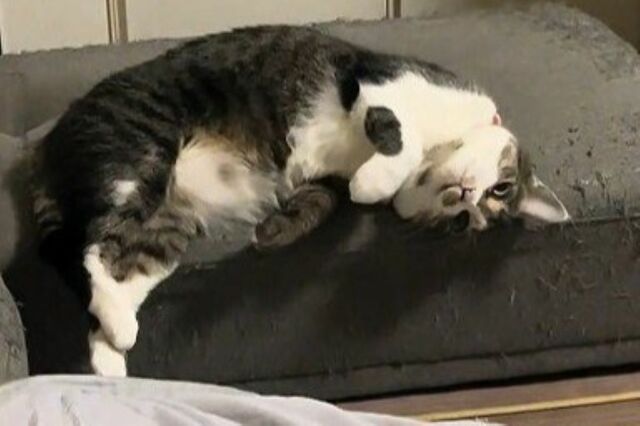 保護猫がくつろぐ姿を見ていると　まさかの展開→人間味溢れる行動に思わず笑ってしまう