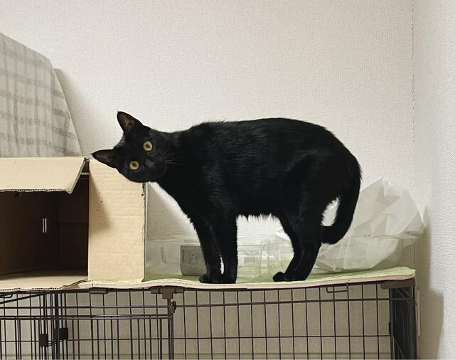 「なんかジワる」こちらをジーっと見つめる猫をよく見ると…首を傾げてこちらを見つめる姿に大爆笑