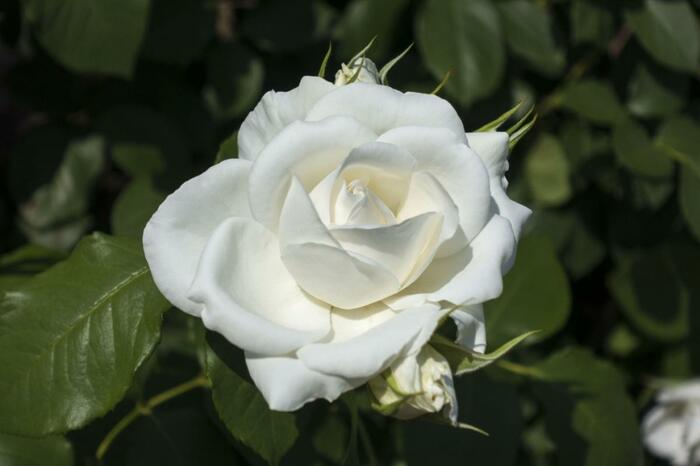 アンナプルナの白いバラの花が咲いている。