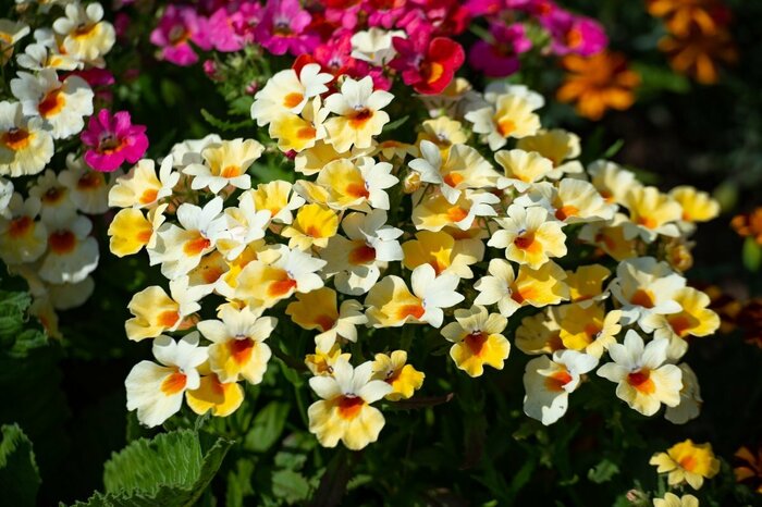 ネメシアの花。色は黄色。