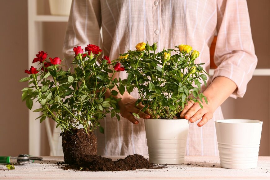 Pixel-Shot/shutterstock.com