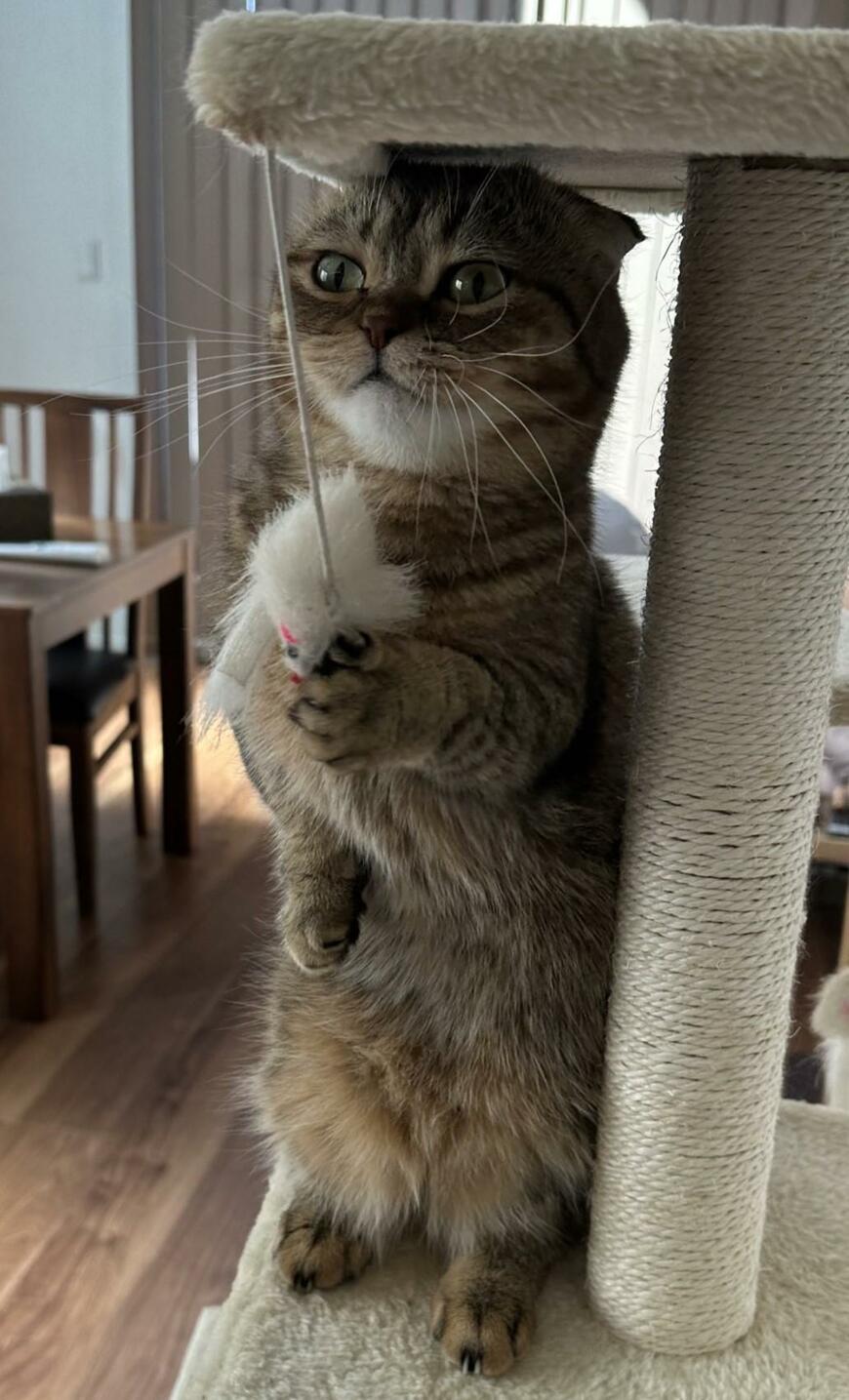 出所：@ponpokopontanu