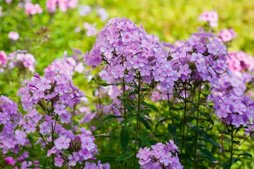 Flower_Garden/shutterstock.com