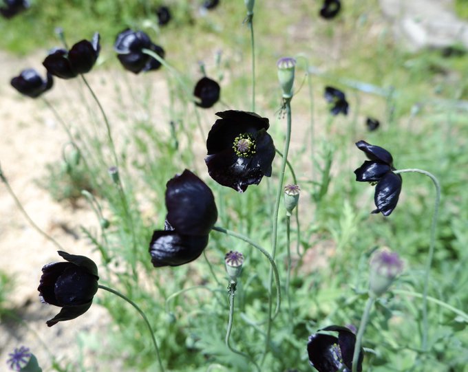 出所：@joseph0706