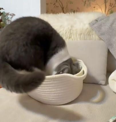 出所：@omochiomoching