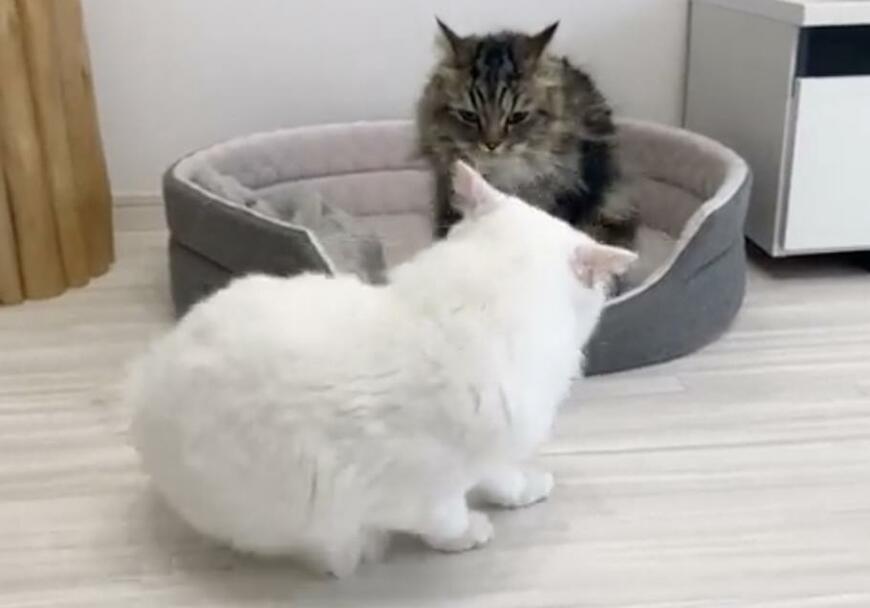 出所：@meltube_cat