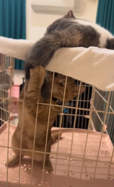 出所：＠mocchinokimochi