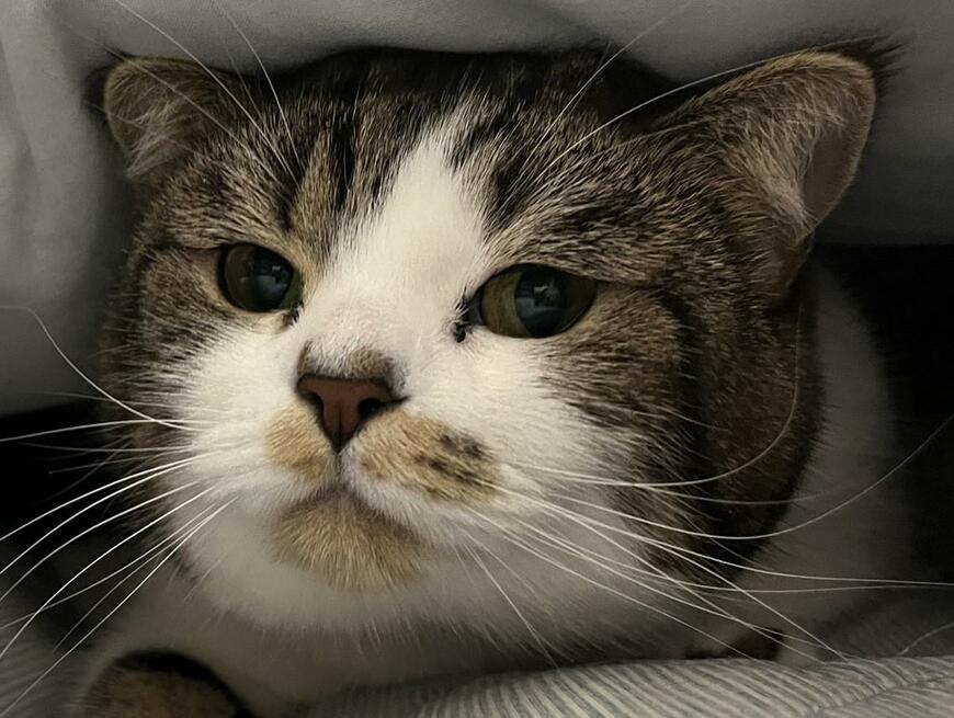 出所：@torotolo106106