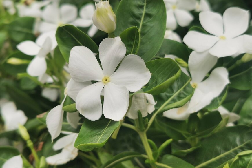 Omkoi/Shutterstock.com