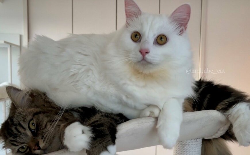 出所：@meltube_cat