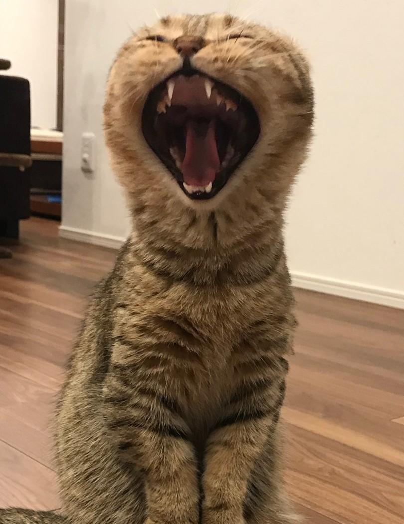 出所：@ponpokopontanu 