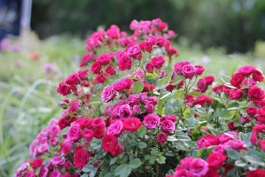 ilya Evdokimov/shutterstock.com