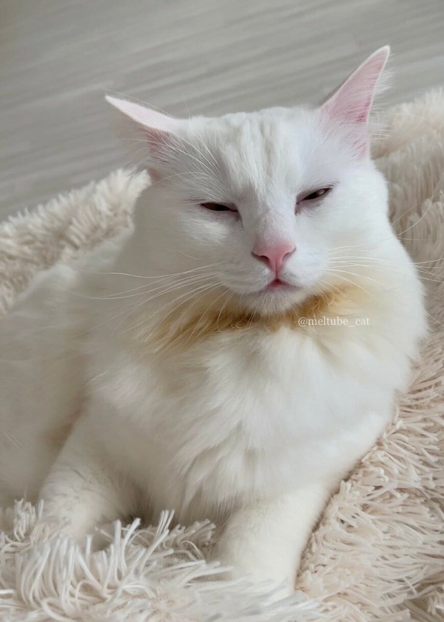 出所：@meltube_cat