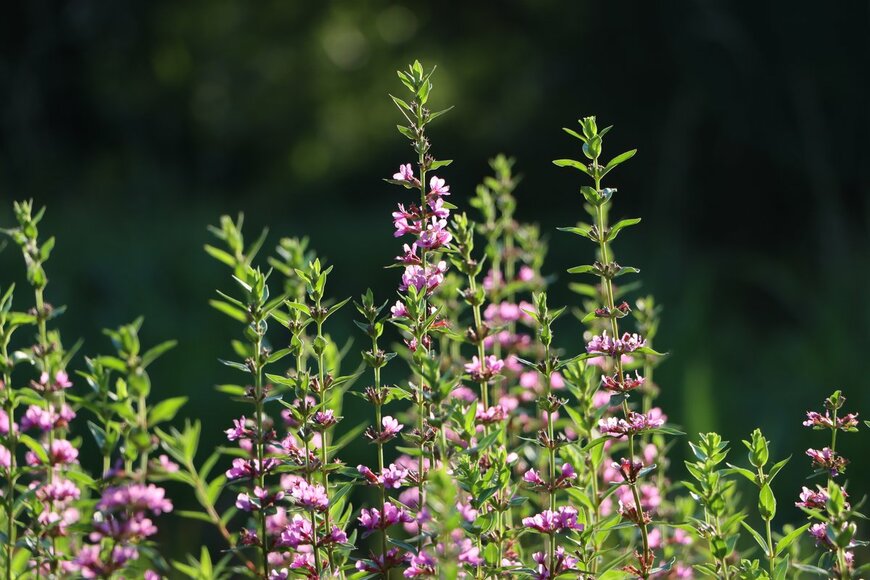 acchity/shutterstock.com