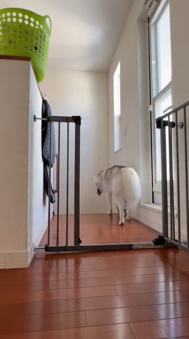 出所：@Livewithhusky