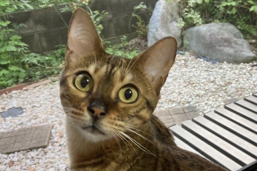 出所：@Beercat_Ana_Dar