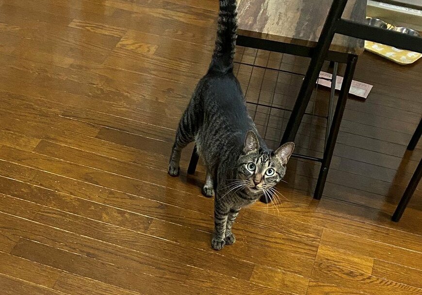 出所：@00shitemita