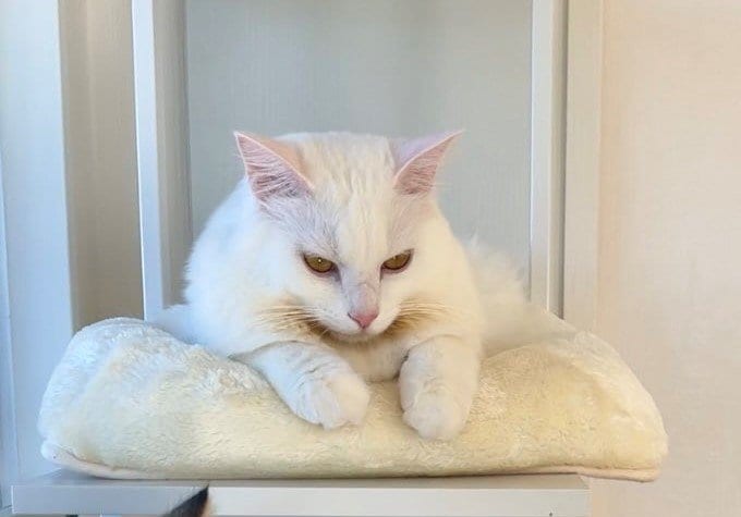 出所：@meltube_cat