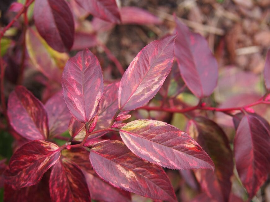 AnnaGTS/shutterstock.com