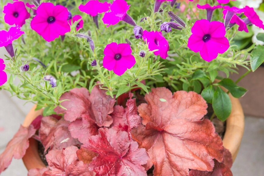 ヒューケラ✕ペチュニア　　itasun/istockphoto.com