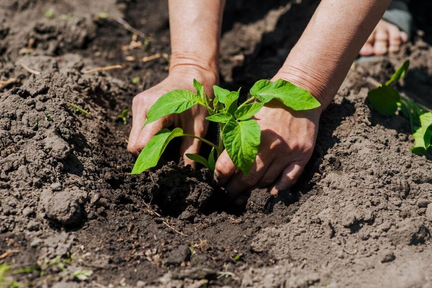 Shchus/shutterstock.com