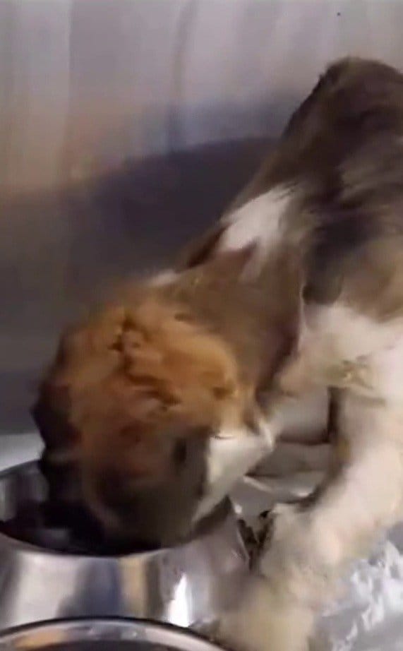 「彼女には名前がある」路上でパンを求めていた子犬…下痢による衰弱を乗り越え旺盛な食欲に