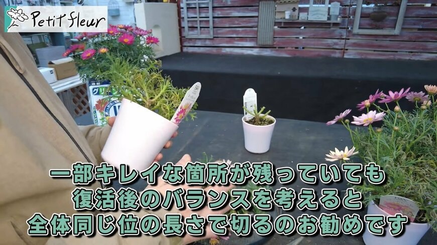 出所：@petit_fleur