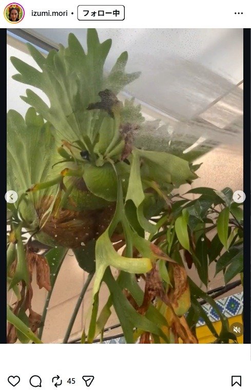 出所：森泉のInstagram（＠izumi.mori） 参照日：2026年1月6日